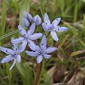 fleures bleues